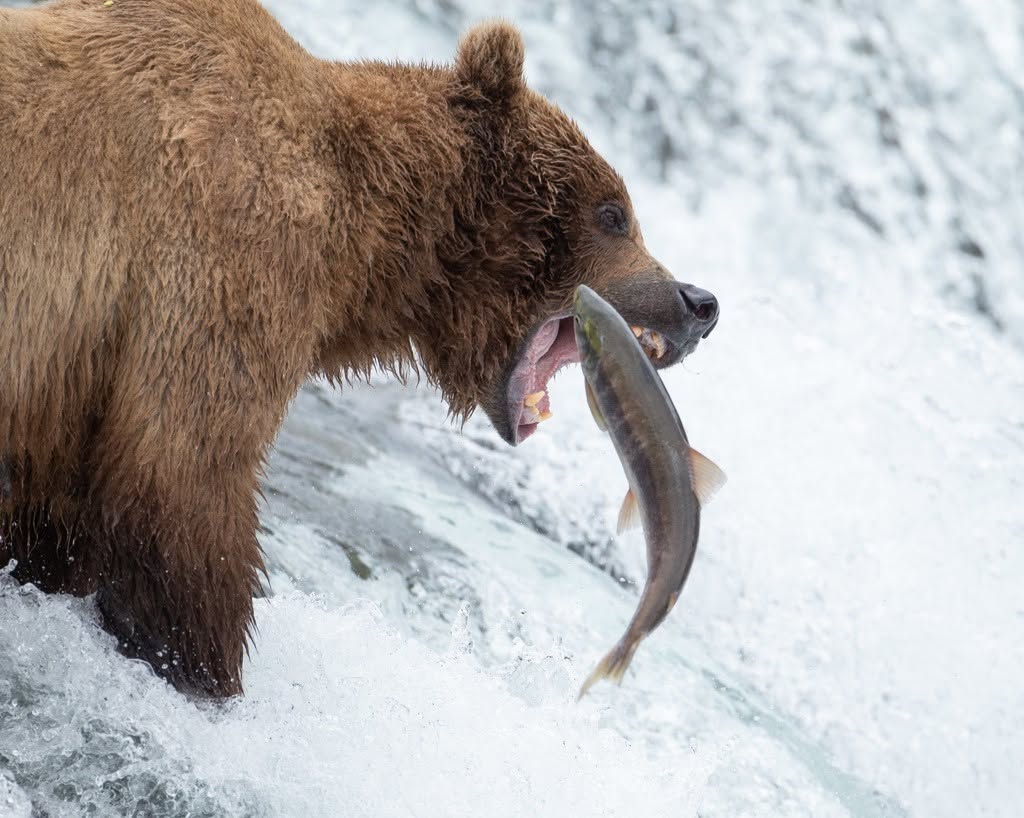 A brown bear at Brooks Falls captures a salmon in its jaws